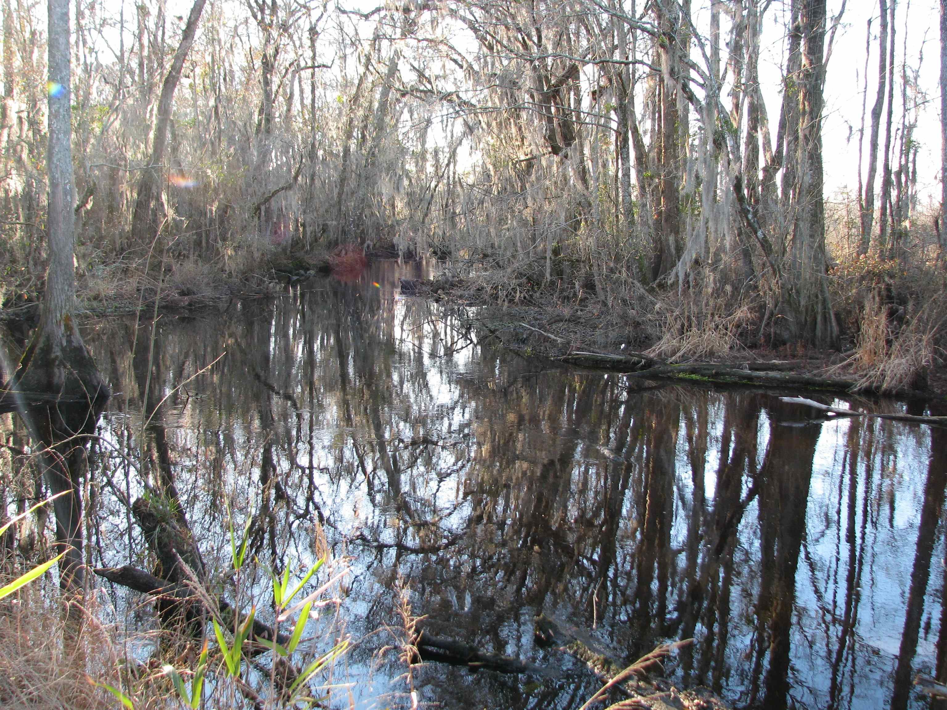 0 Gully Branch Road Hamer, SC 29547 - Photo 20 of 35 Water view