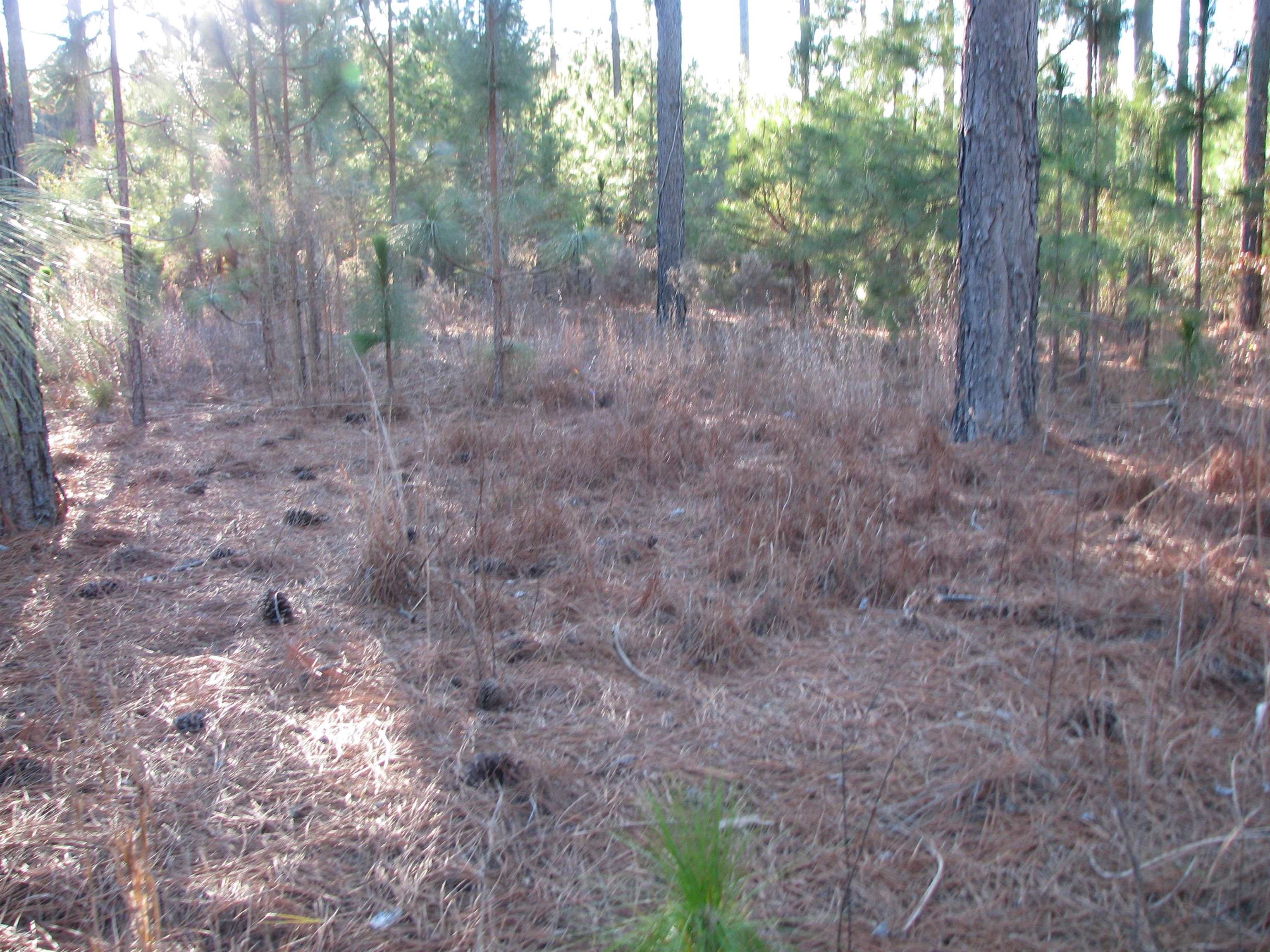 0 Gully Branch Road Hamer, SC 29547 - Photo 2 of 35 View of nature