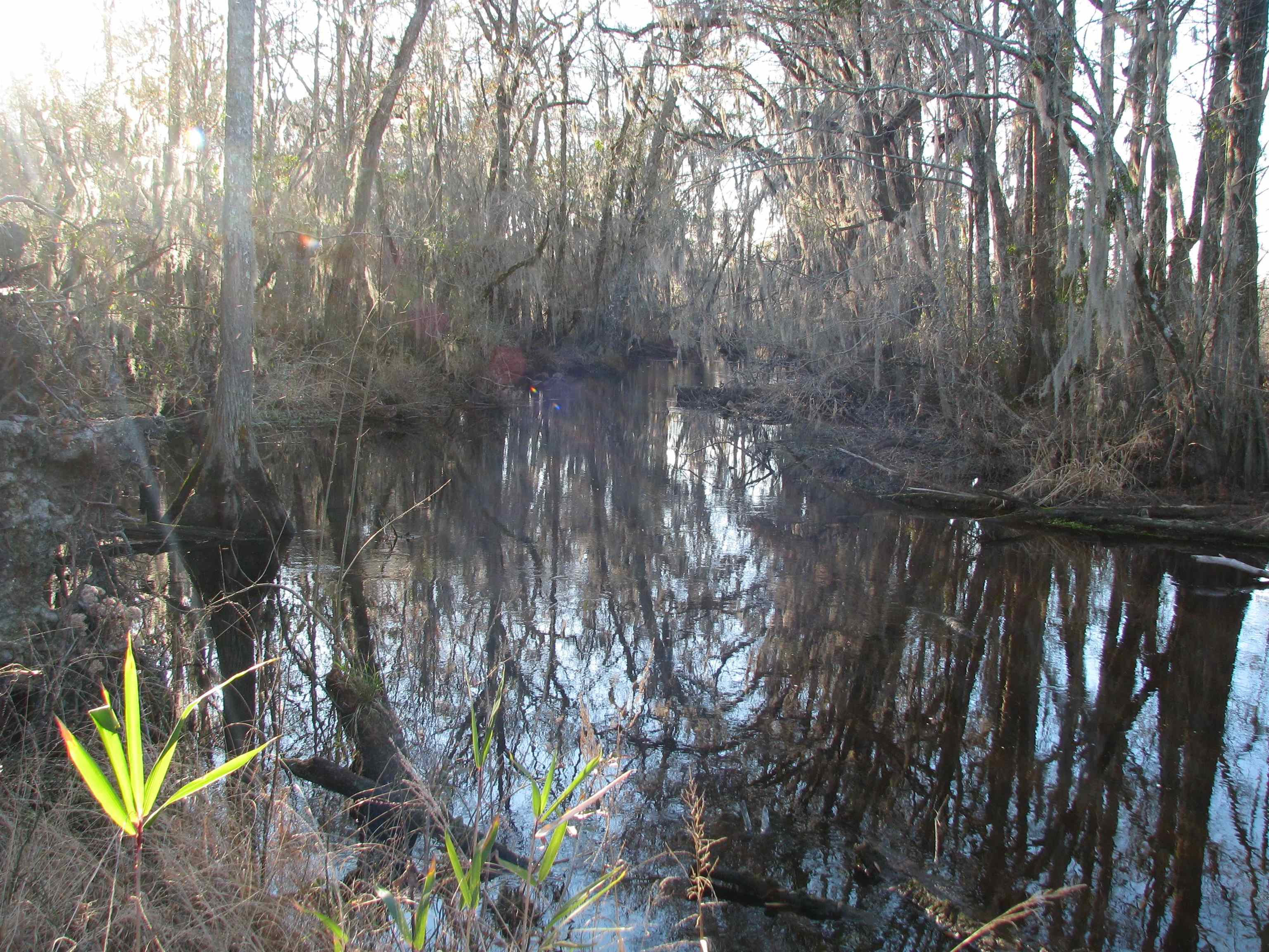 0 Gully Branch Road Hamer, SC 29547 - Photo 21 of 35 Water view