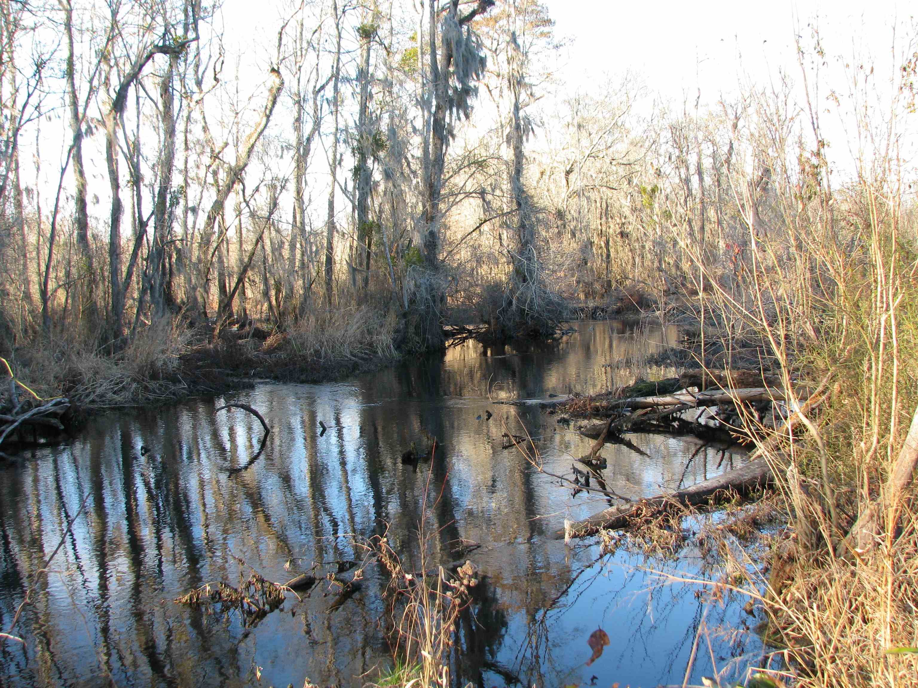 0 Gully Branch Road Hamer, SC 29547 - Photo 22 of 35 Water view