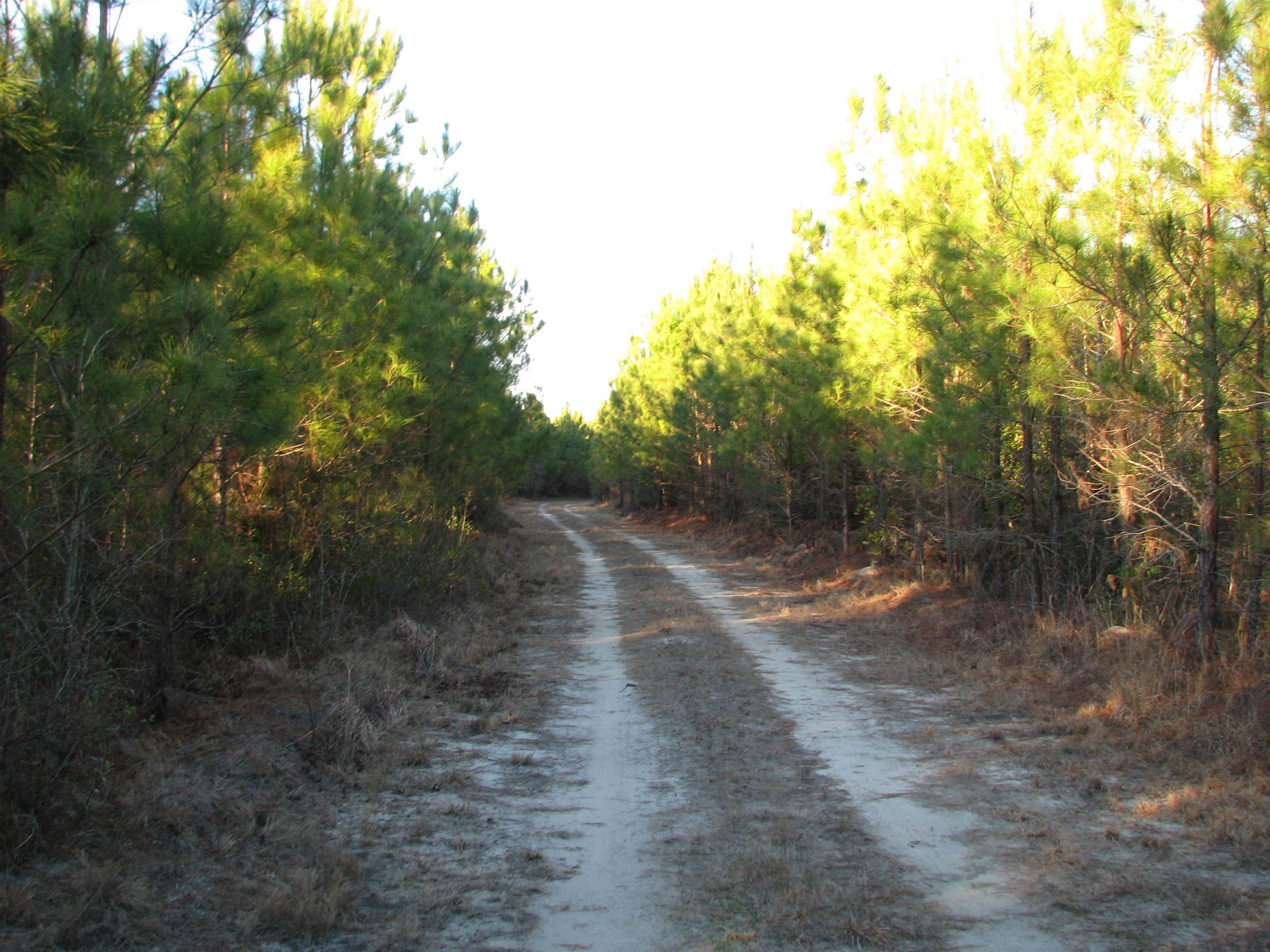 0 Gully Branch Road Hamer, SC 29547 - Photo 23 of 35 View of street