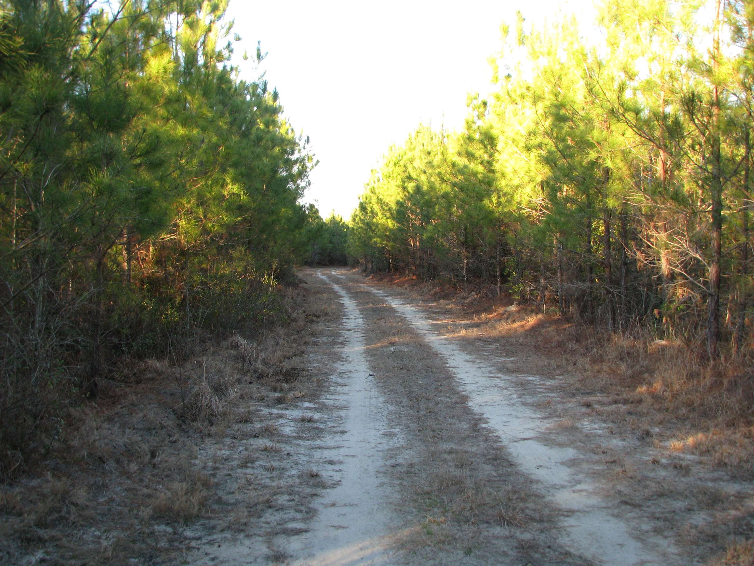 0 Gully Branch Road Hamer, SC 29547 - Photo 24 of 35 View of street
