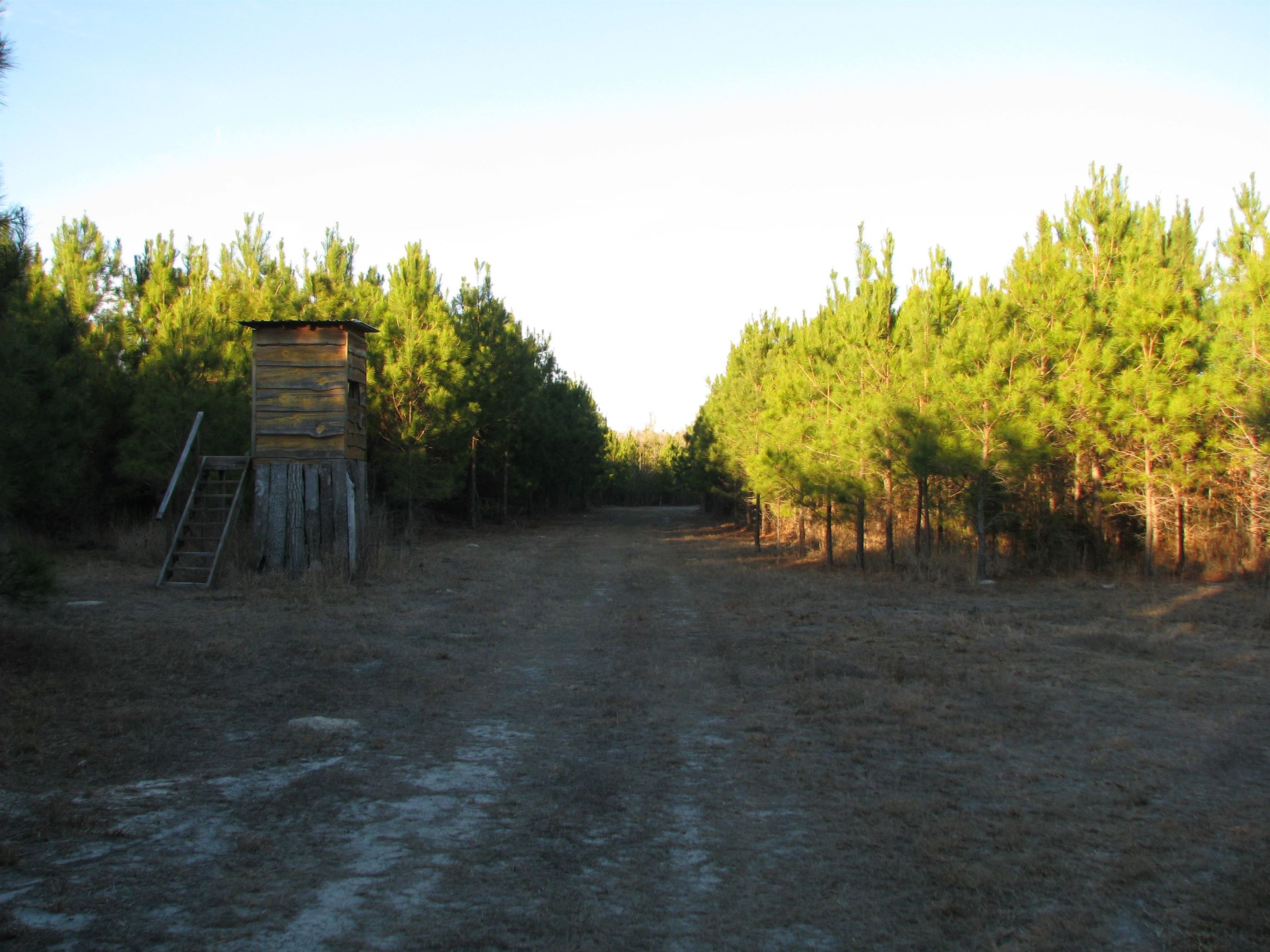 0 Gully Branch Road Hamer, SC 29547 - Photo 25 of 35 View of dirt / gravel road with a rural view