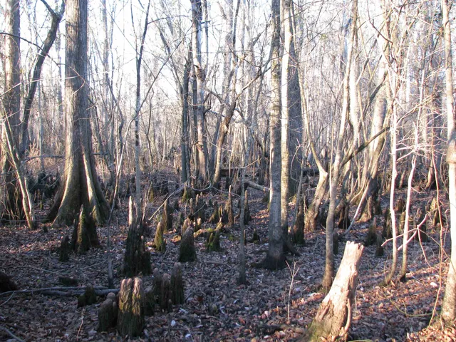 $1,535,112 | 0 Gully Branch Road, Hamer, SC 29547