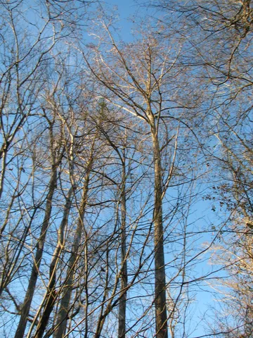 $1,535,112 | 0 Gully Branch Road, Hamer, SC 29547