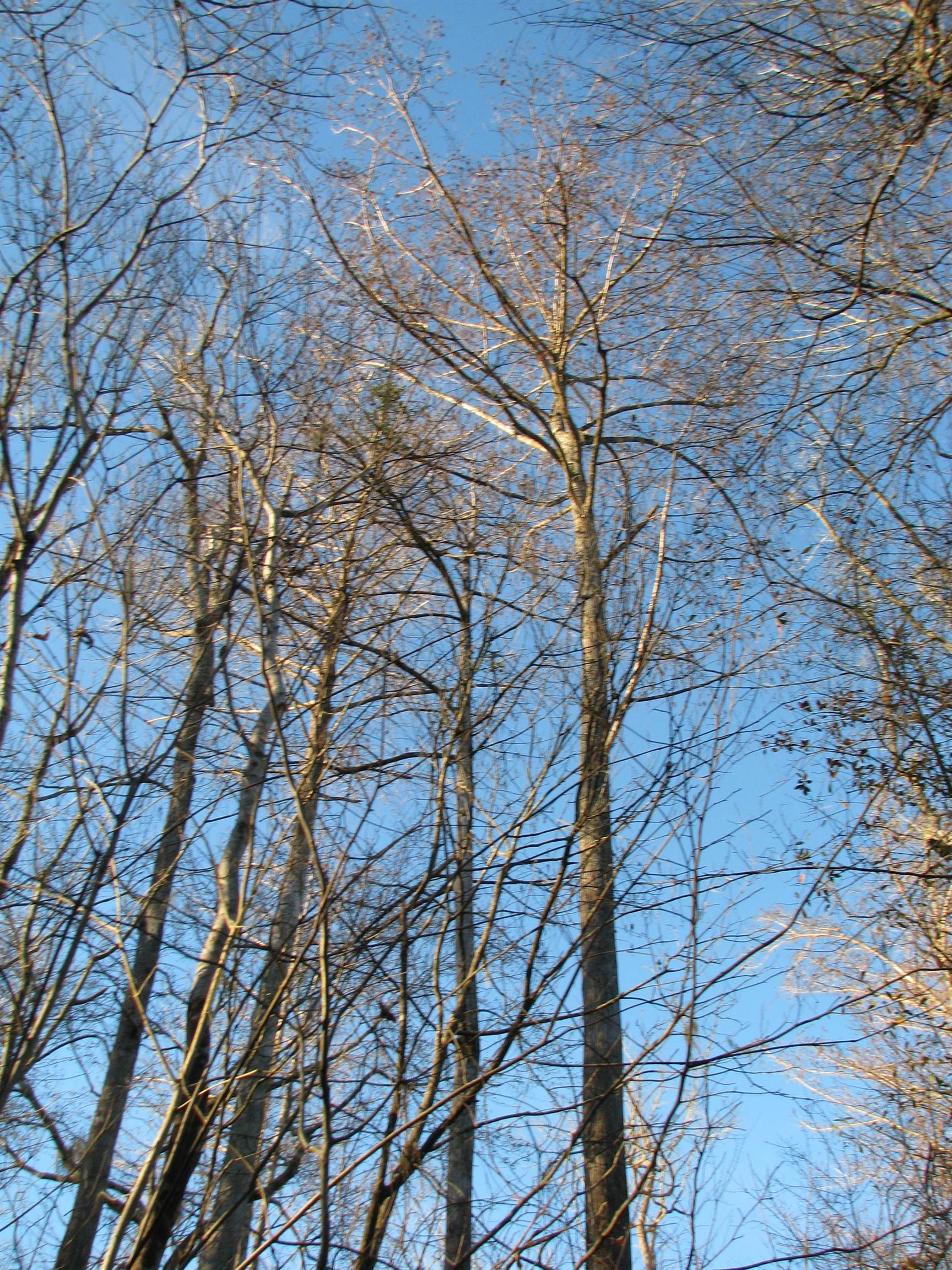 0 Gully Branch Road Hamer, SC 29547 - Photo 27 of 35 Water view