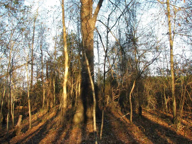 $1,535,112 | 0 Gully Branch Road, Hamer, SC 29547