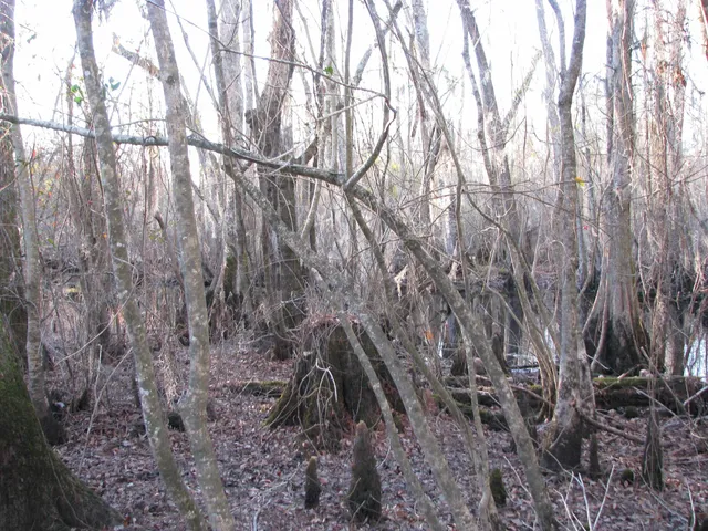 $1,535,112 | 0 Gully Branch Road, Hamer, SC 29547