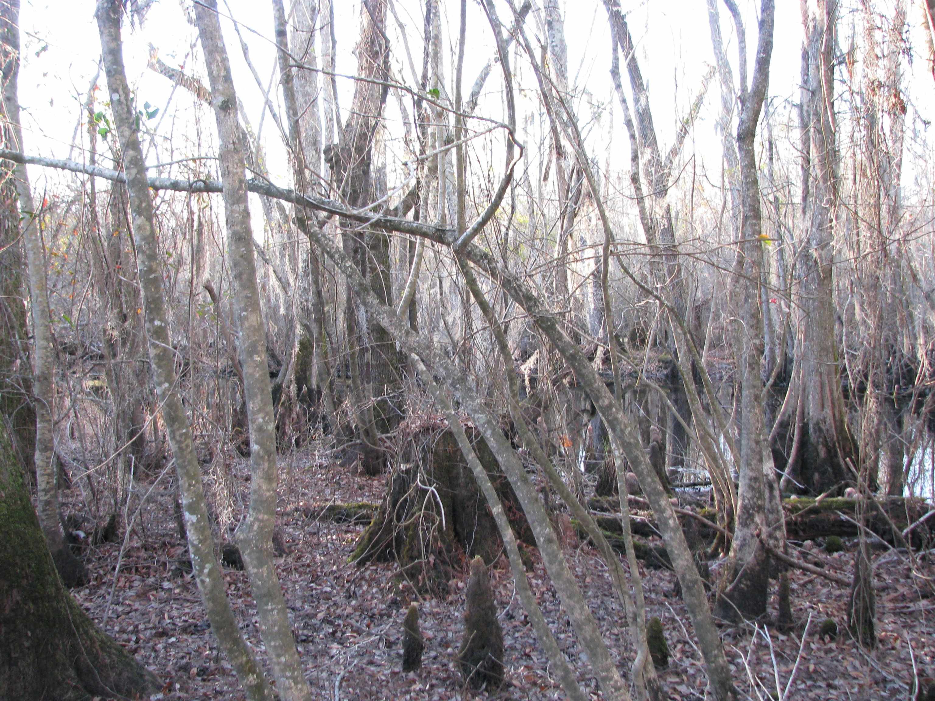 0 Gully Branch Road Hamer, SC 29547 - Photo 30 of 35 View of nature