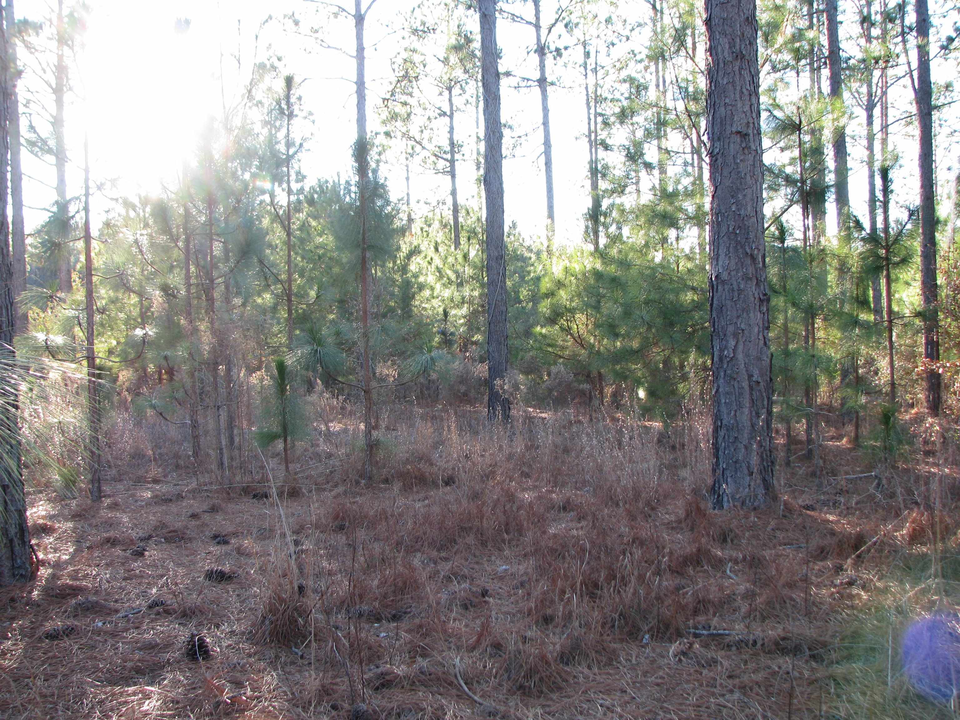 0 Gully Branch Road Hamer, SC 29547 - Photo 3 of 35 View of wooded area