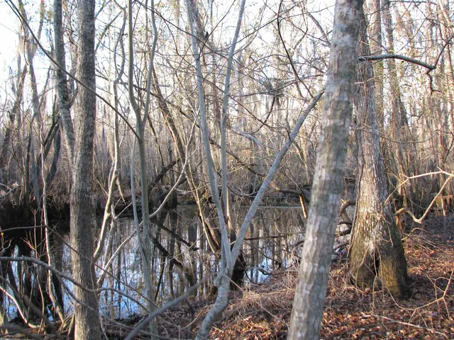 $1,535,112 | 0 Gully Branch Road, Hamer, SC 29547