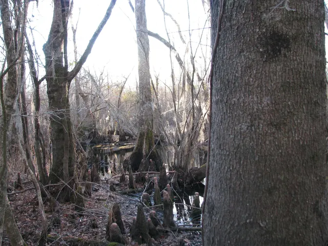 $1,535,112 | 0 Gully Branch Road, Hamer, SC 29547