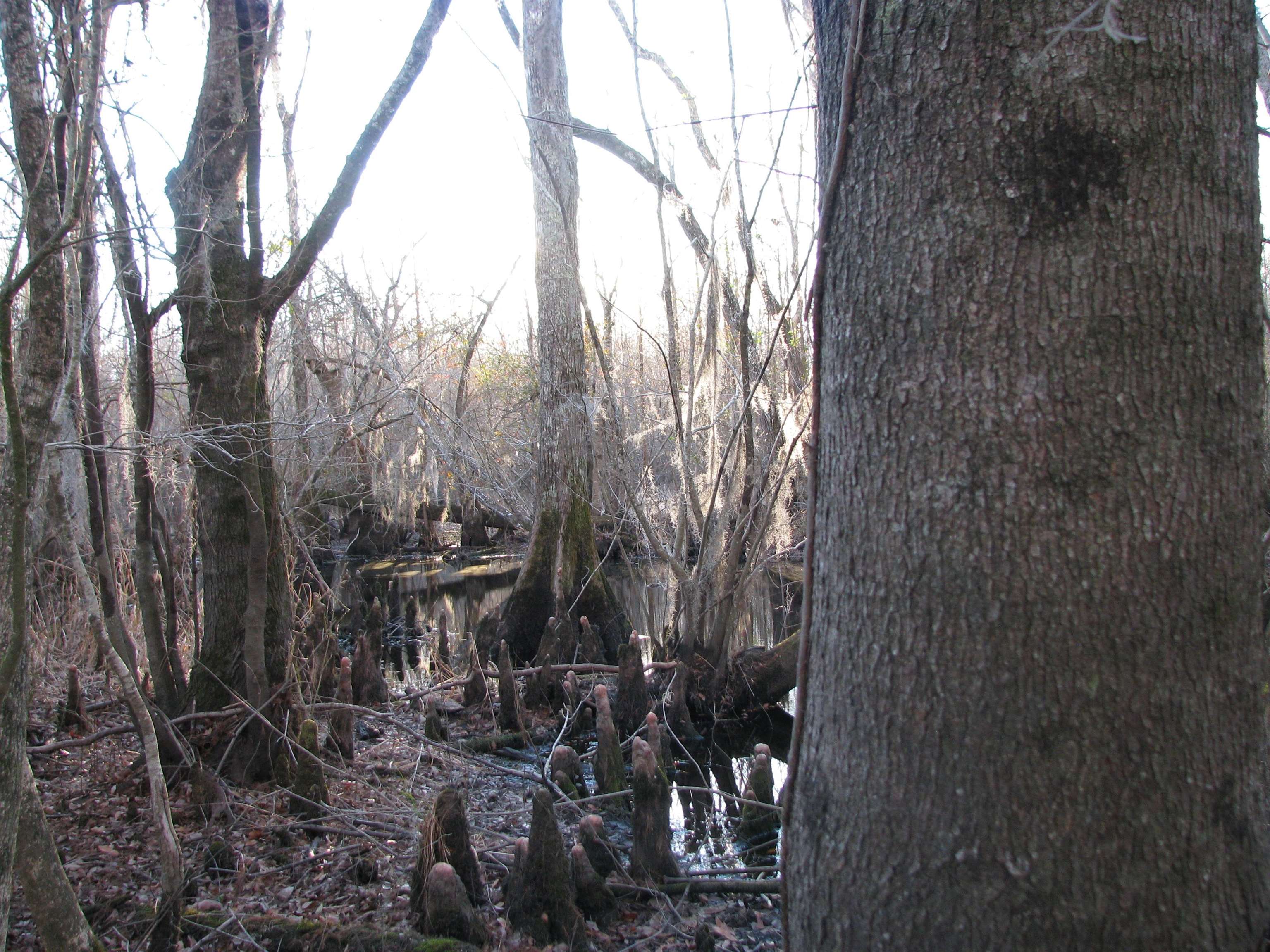 0 Gully Branch Road Hamer, SC 29547 - Photo 32 of 35 View of local wilderness