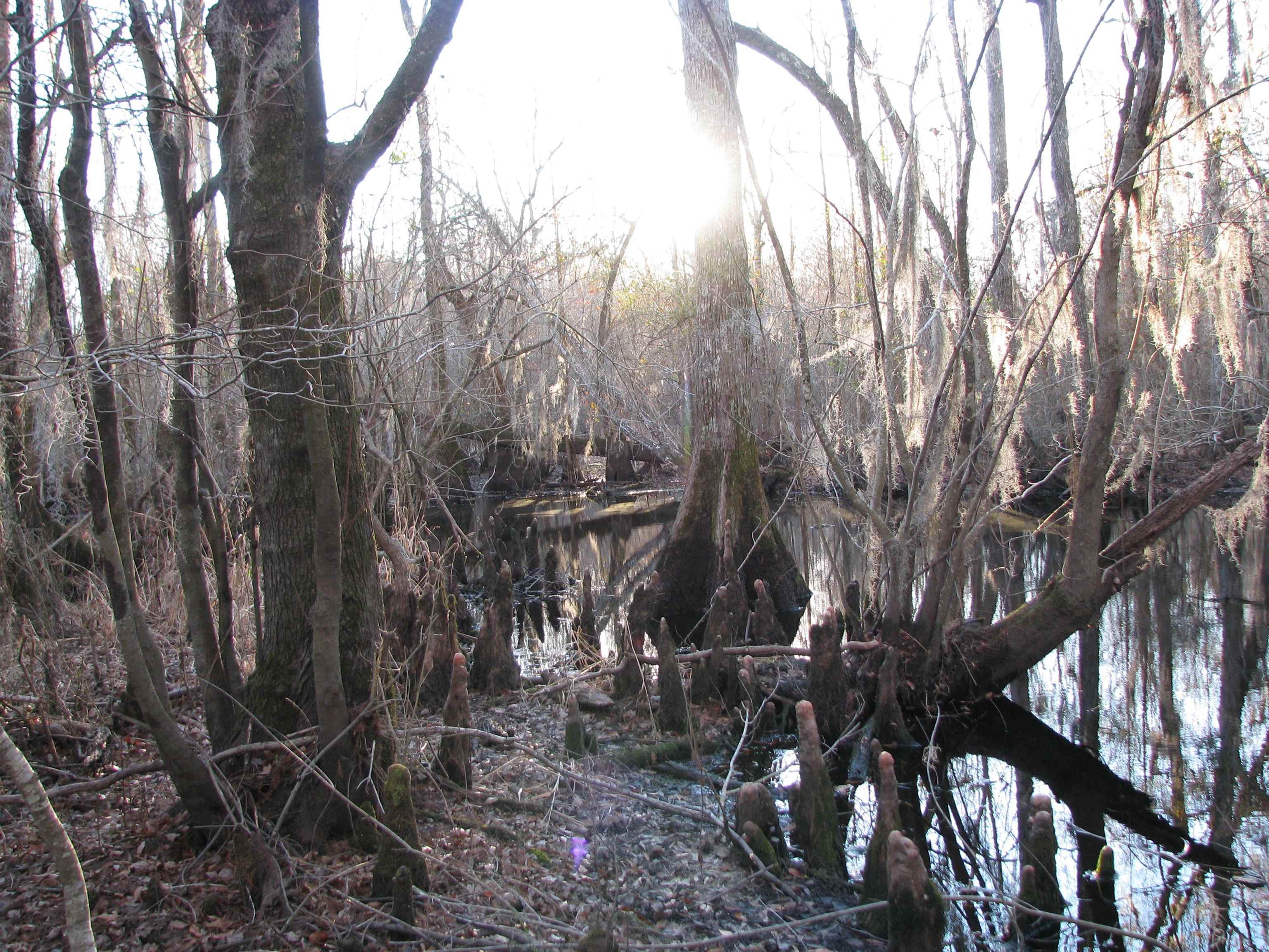 0 Gully Branch Road Hamer, SC 29547 - Photo 33 of 35 View of undeveloped land