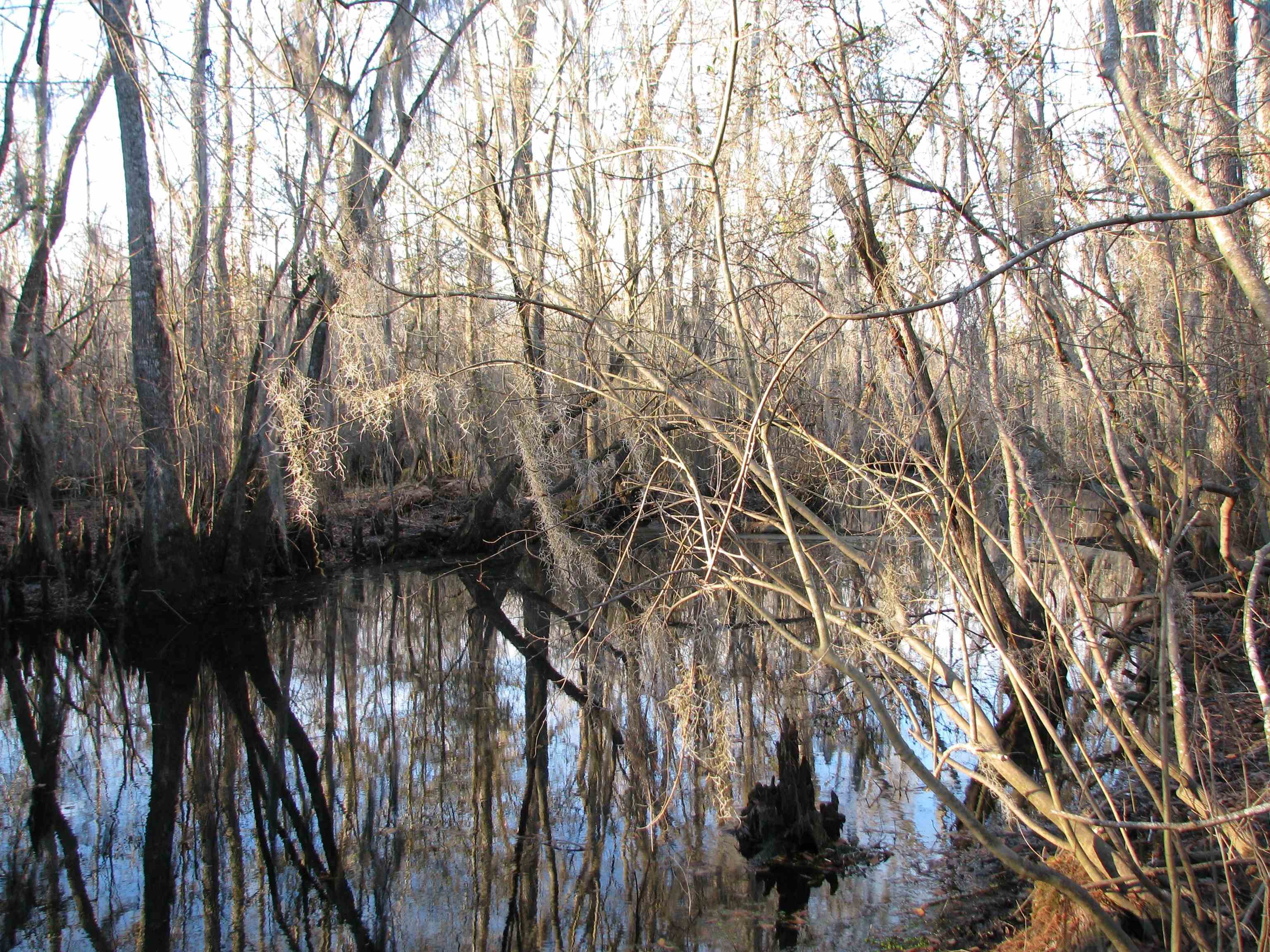 0 Gully Branch Road Hamer, SC 29547 - Photo 34 of 35 Water view