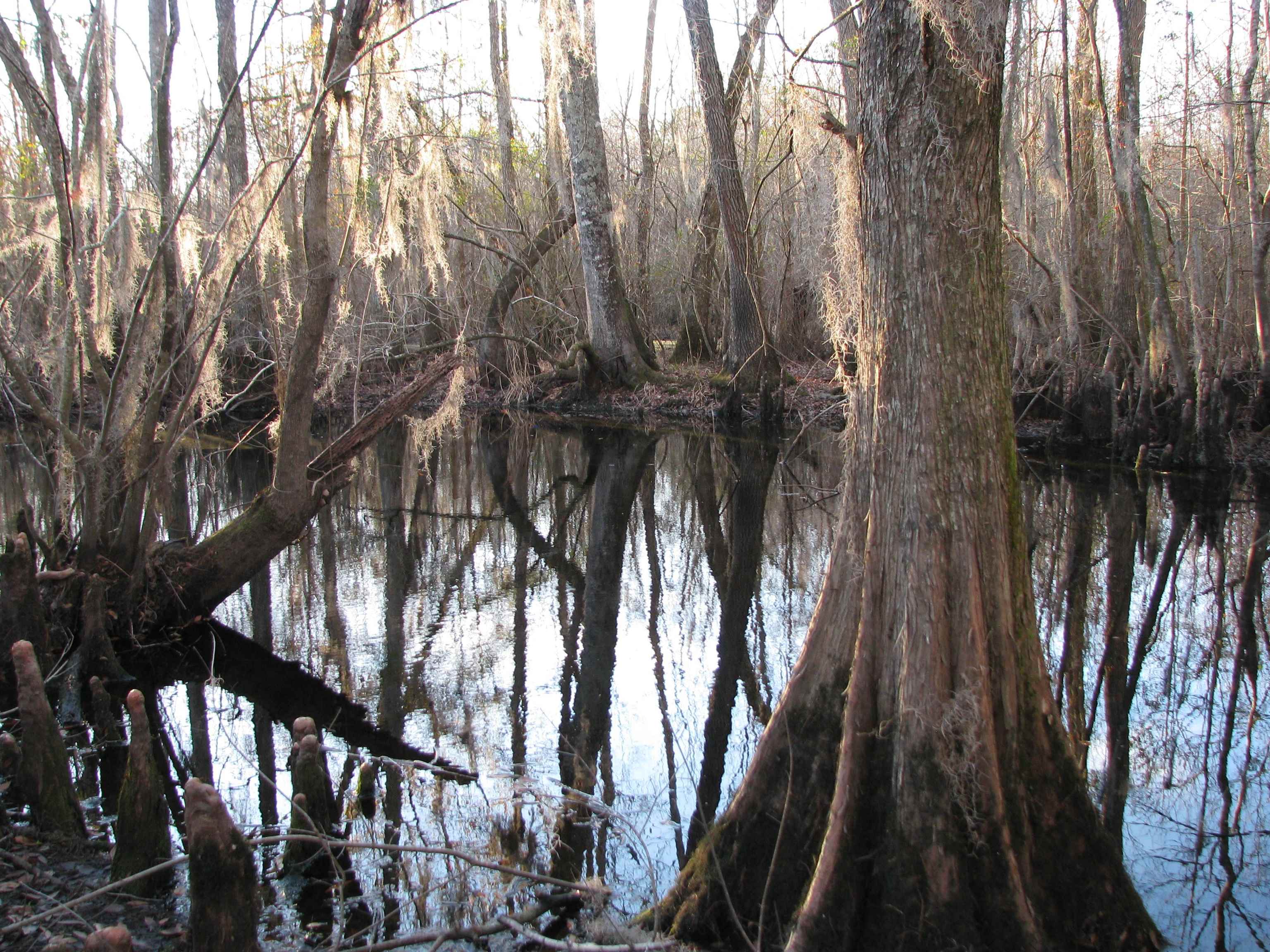 0 Gully Branch Road Hamer, SC 29547 - Photo 35 of 35 Water view