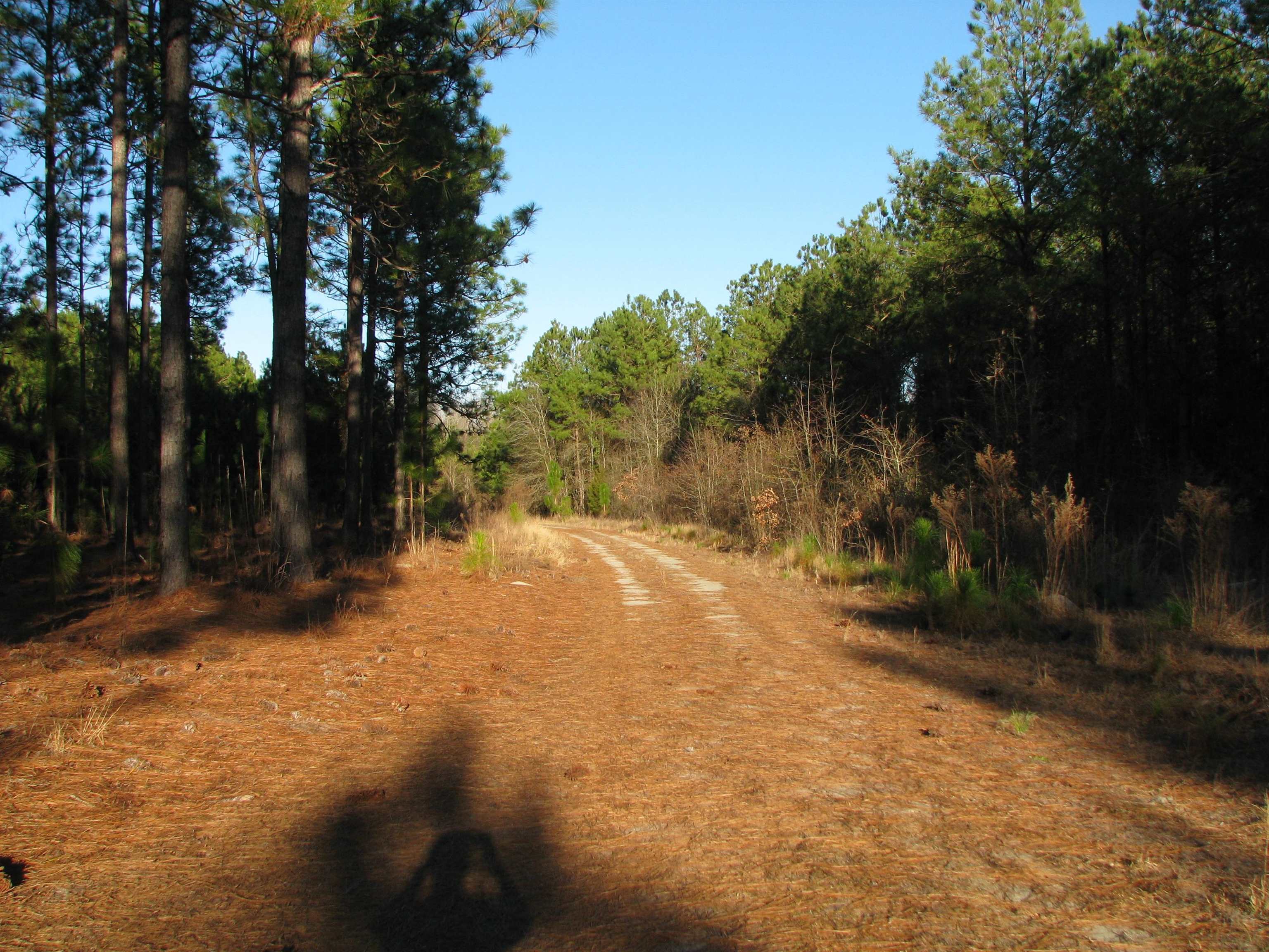 0 Gully Branch Road Hamer, SC 29547 - Photo 6 of 35 View of dirt / gravel road
