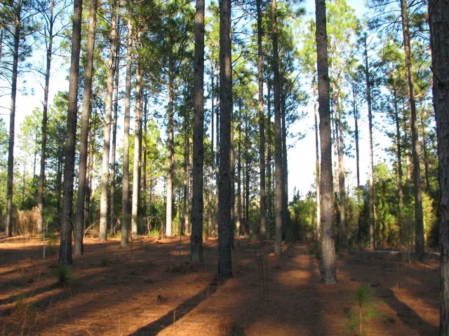 $1,535,112 | 0 Gully Branch Road, Hamer, SC 29547