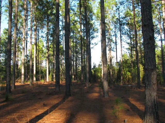 $1,535,112 | 0 Gully Branch Road, Hamer, SC 29547