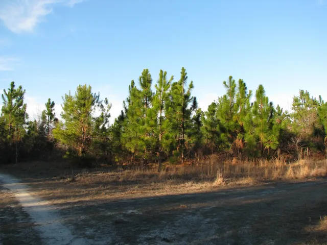 $1,535,112 | 0 Gully Branch Road, Hamer, SC 29547