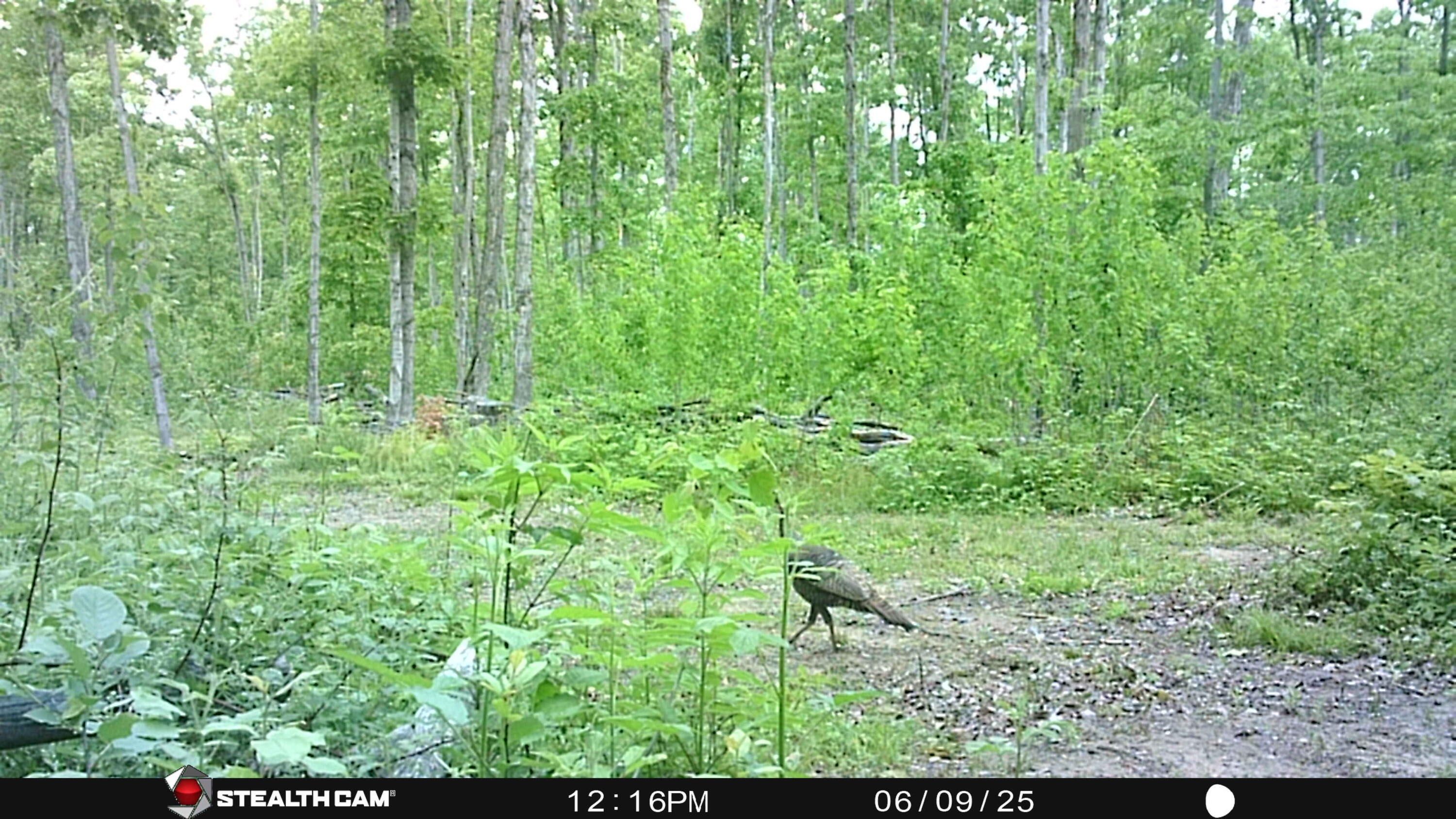 0 Soderquist Road Mancelona, MI 49659 - Photo 12 of 12 turkey