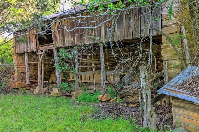 a view of a yard with plants and a large tree