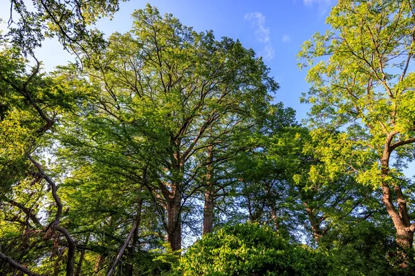 a bedroom with furniture a ceiling fan and a rug