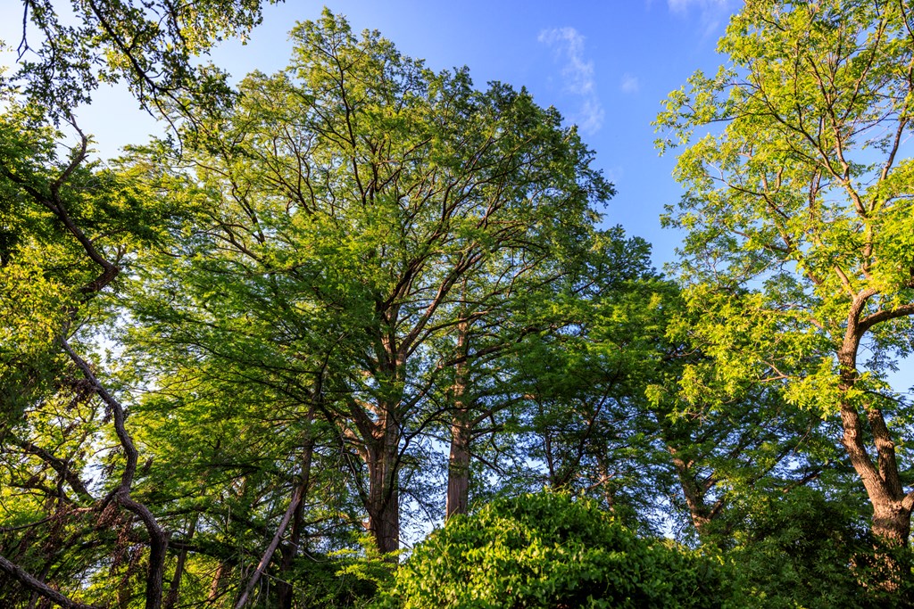 2937 Langes Mill Road Doss, TX 78618 - Photo 20 of 68 a backyard of a house with lots of green space