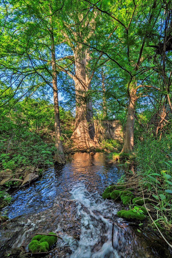 2937 Langes Mill Road Doss, TX 78618 - Photo 21 of 68 a view of a yard with plants and a large tree