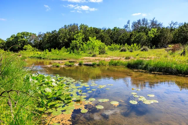 a view of a garden with an empty tree