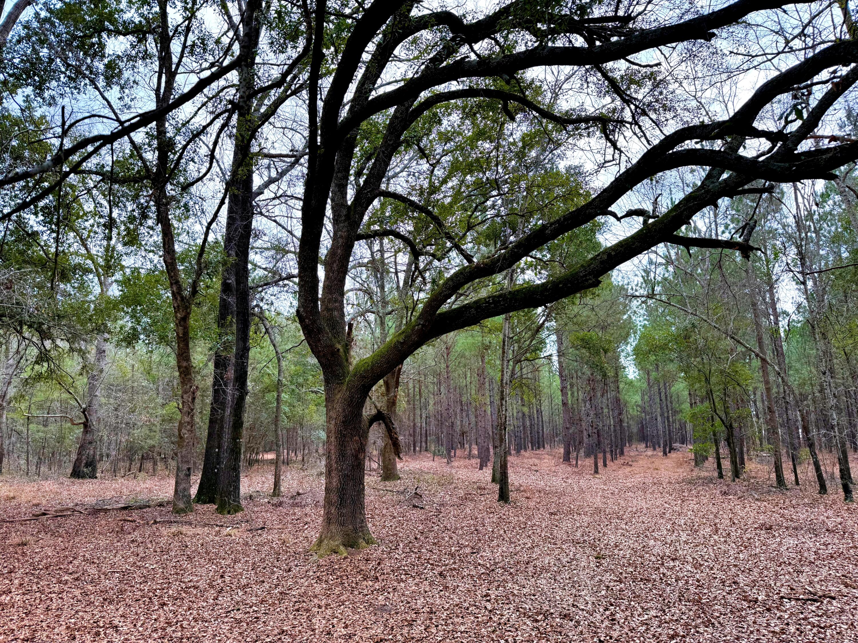 2400 River Road Greeleyville, SC 29056 - Photo 8 of 13