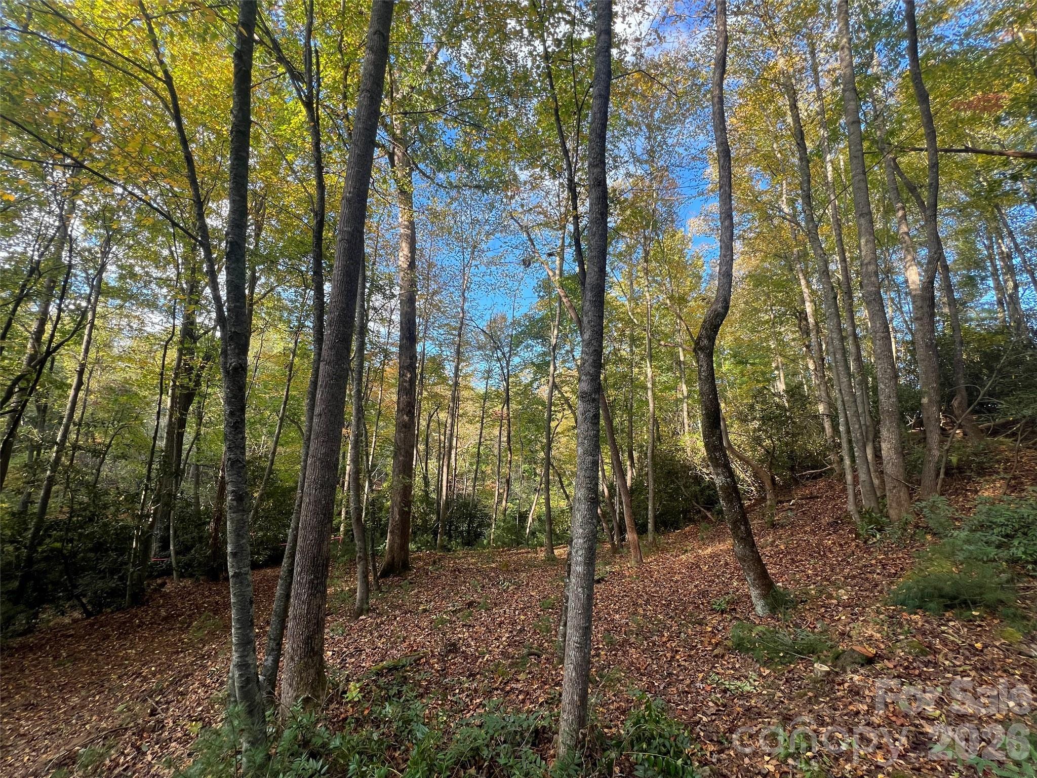 6 Dividing Ridge Trail, Unit 1 Arden, NC 28704 - Photo 1 of 18 a view of a forest