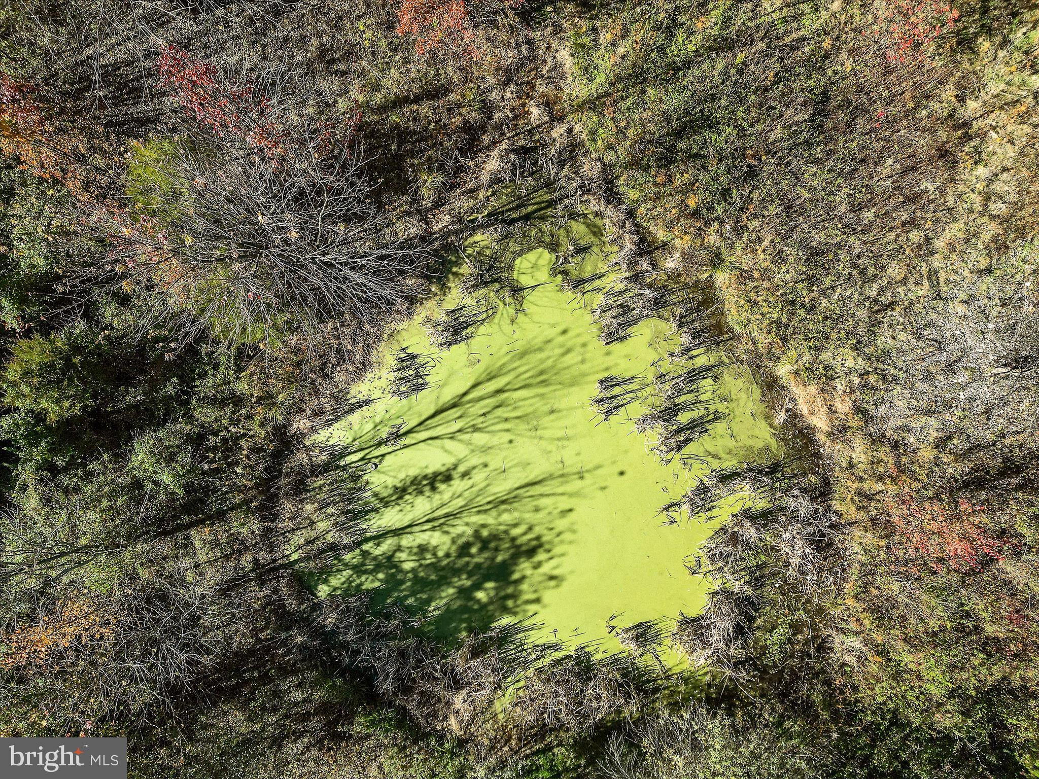 751-761 Old Charles Town Road Stephenson, VA 22656 - Photo 54 of 58 a close up of a tree