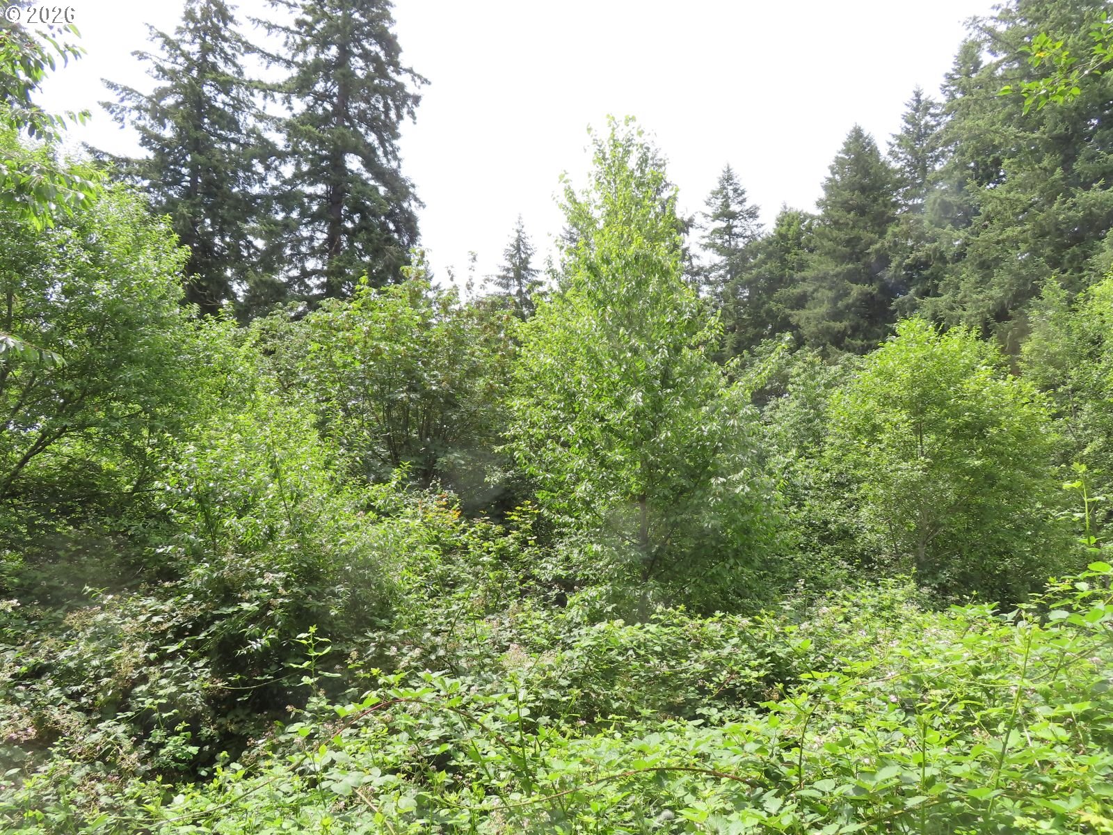 Coleman Road Mossyrock, WA 98564 - Photo 16 of 22