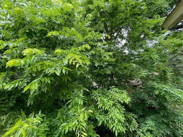 a view of a plant