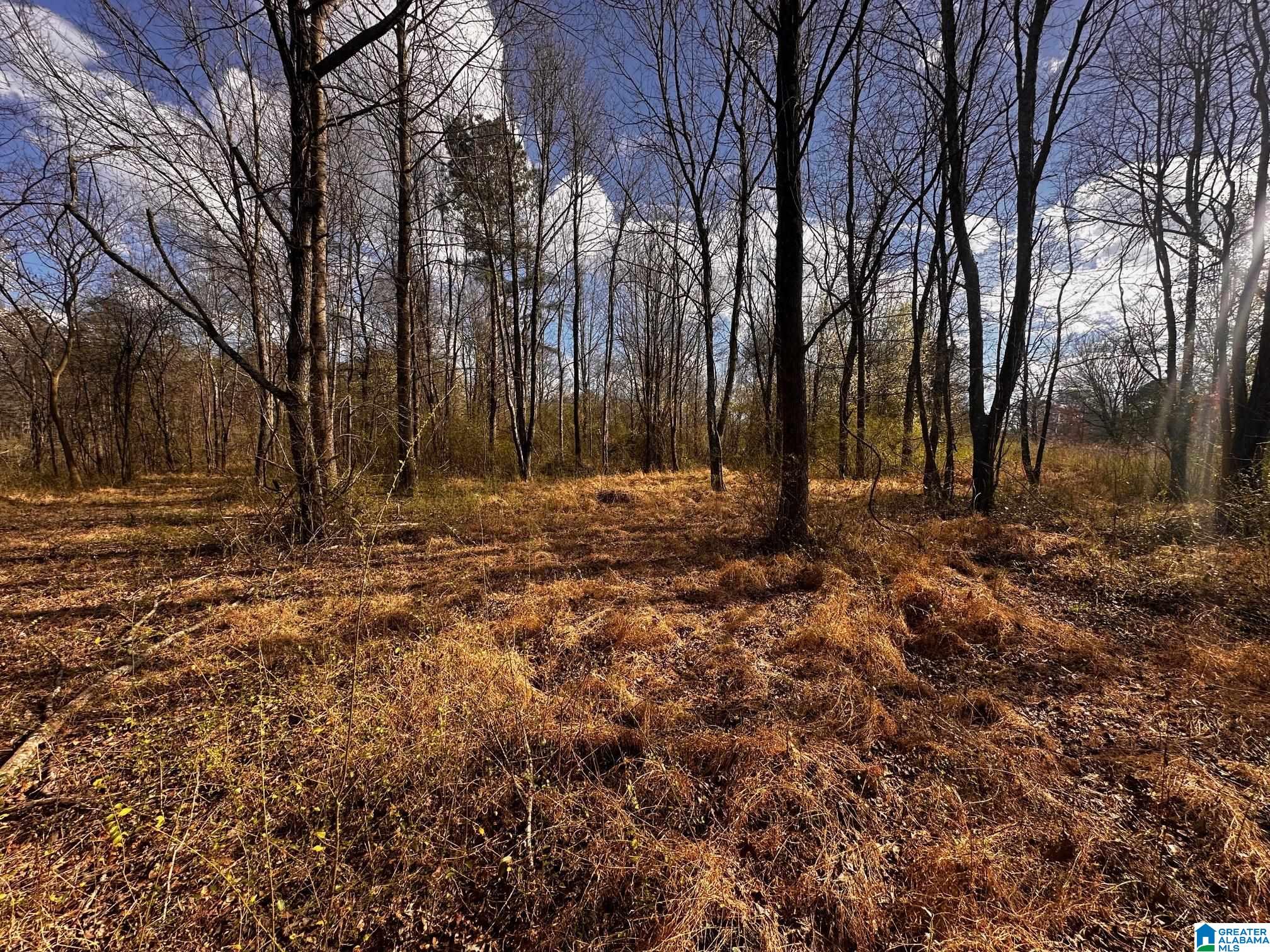0 Eddy Scant City Road Guntersville, AL 35976 - Photo 11 of 13