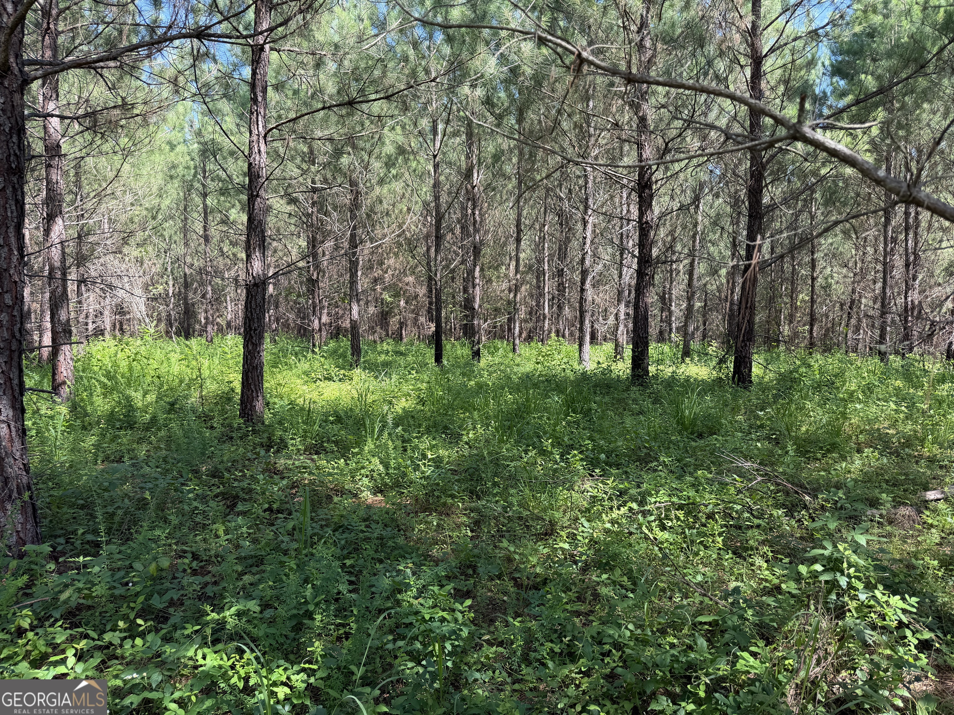 0 Bevis Road Franklin, GA 30217 - Photo 23 of 36