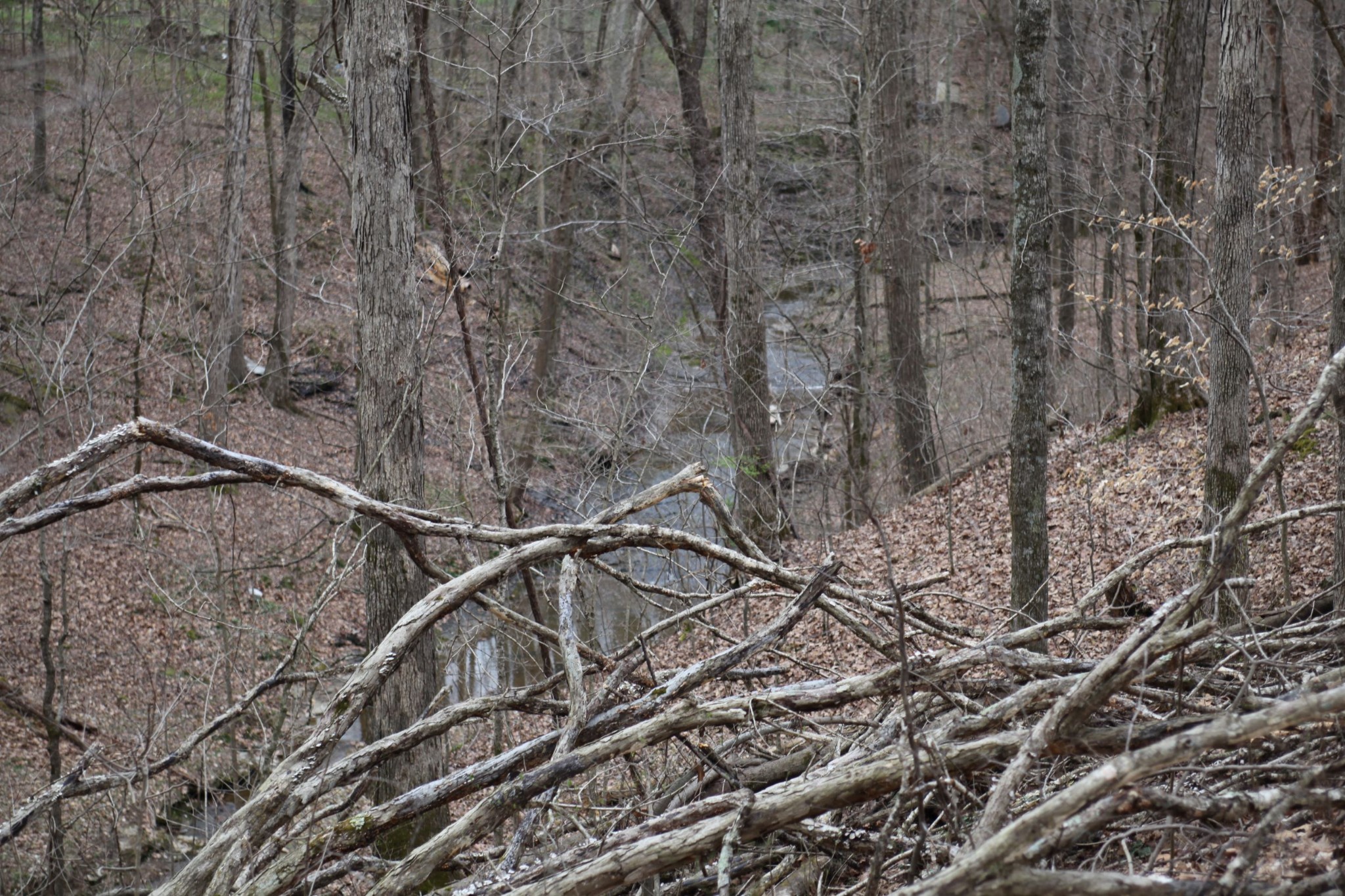 0 Osborne Road Greenbrier, TN 37073 - Photo 3 of 5