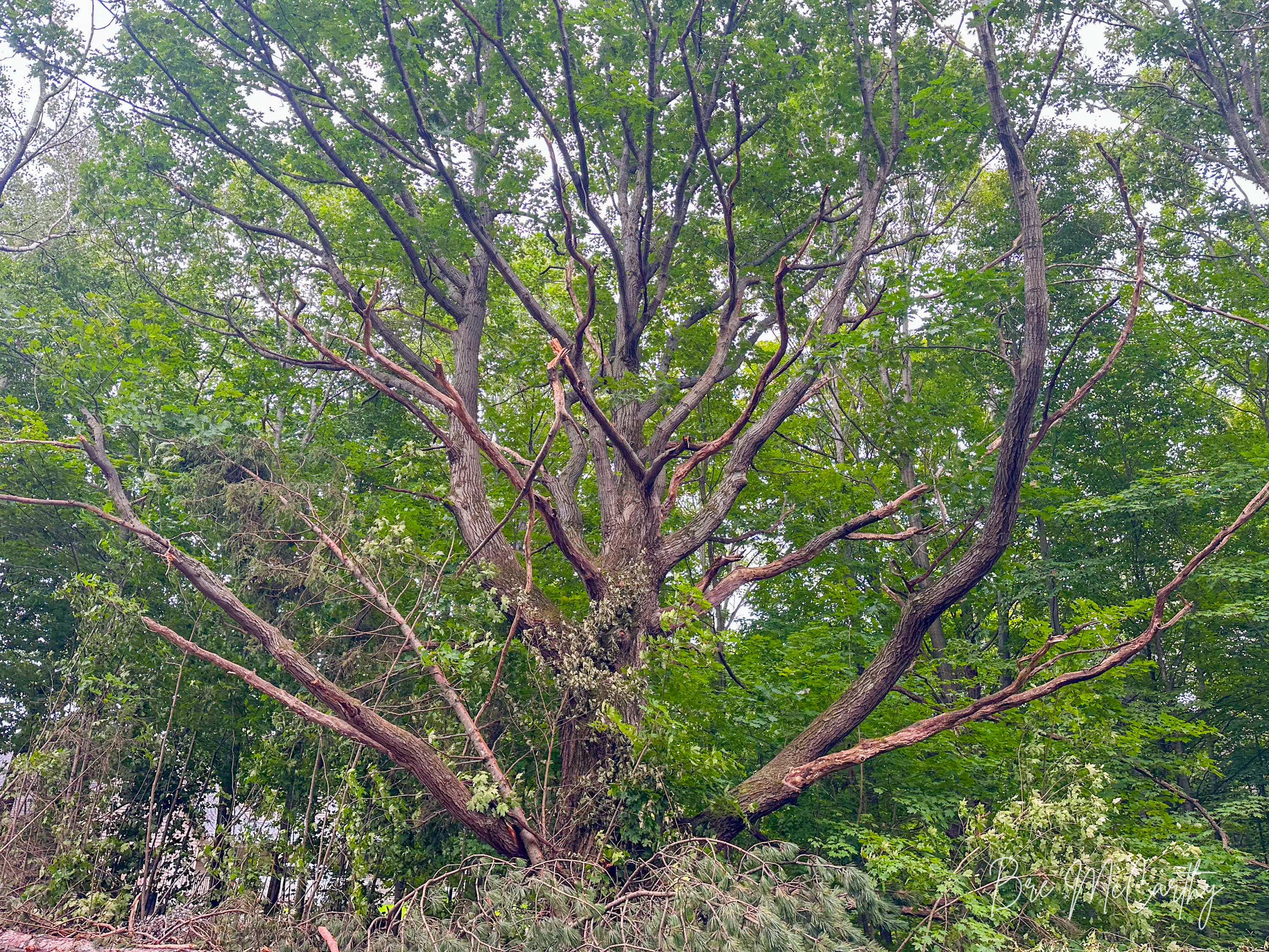 V/l Spruce Ridge Road, Unit 13 Bear Lake, MI 49614 - Photo 21 of 31 Trees