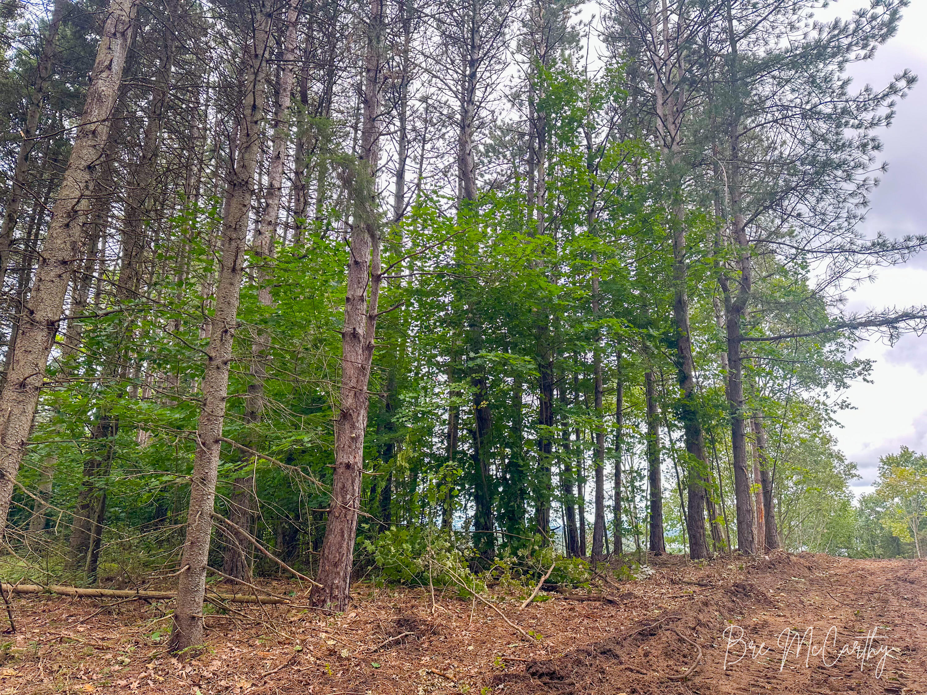 V/l Spruce Ridge Road, Unit 13 Bear Lake, MI 49614 - Photo 22 of 31 Trees