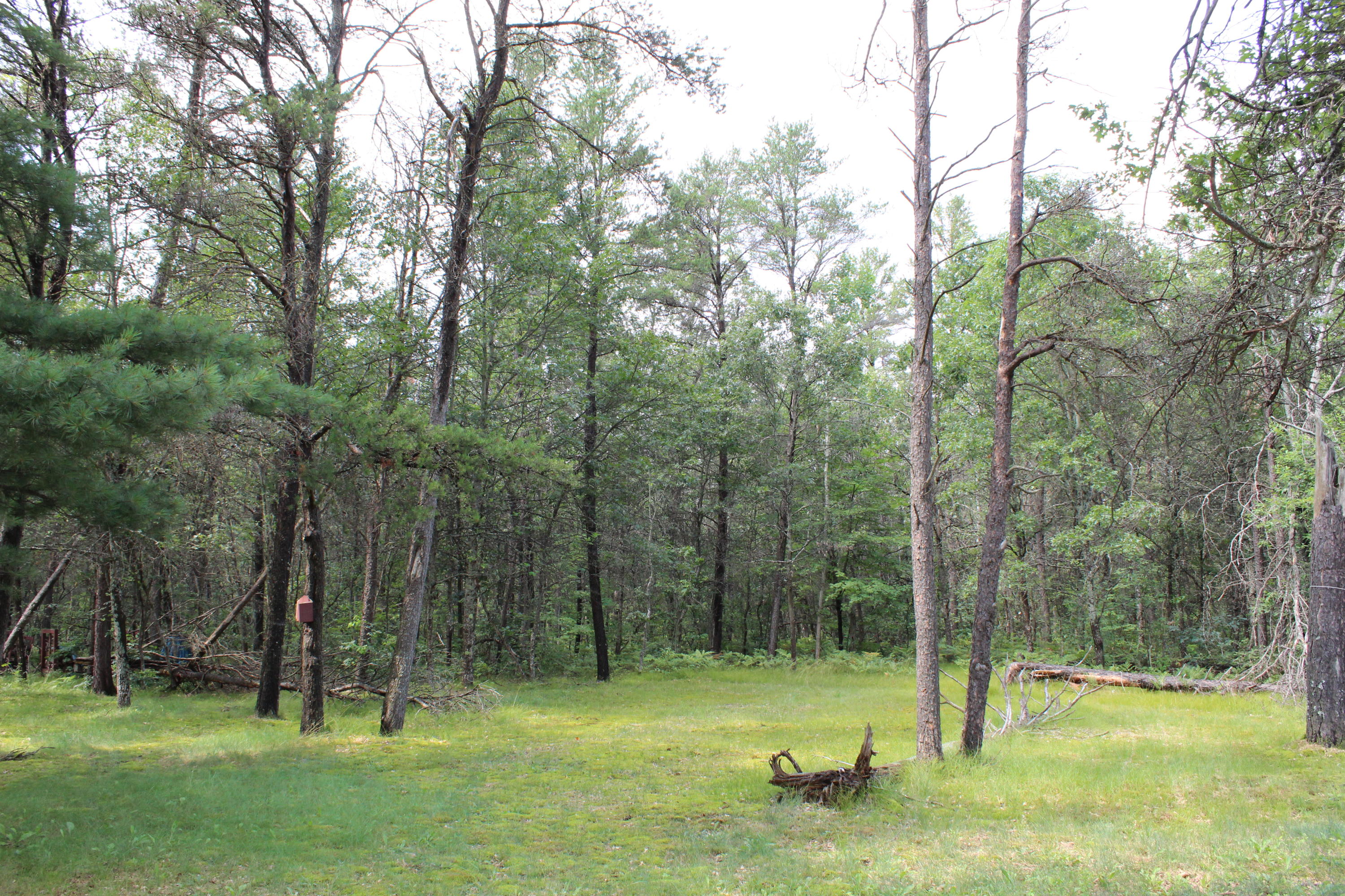 5266 West 6 Mile Road Grayling, MI 49738 - Photo 4 of 22 Gallery Image 4