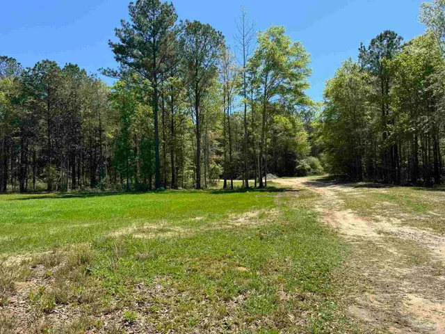 a view of a bunch of trees