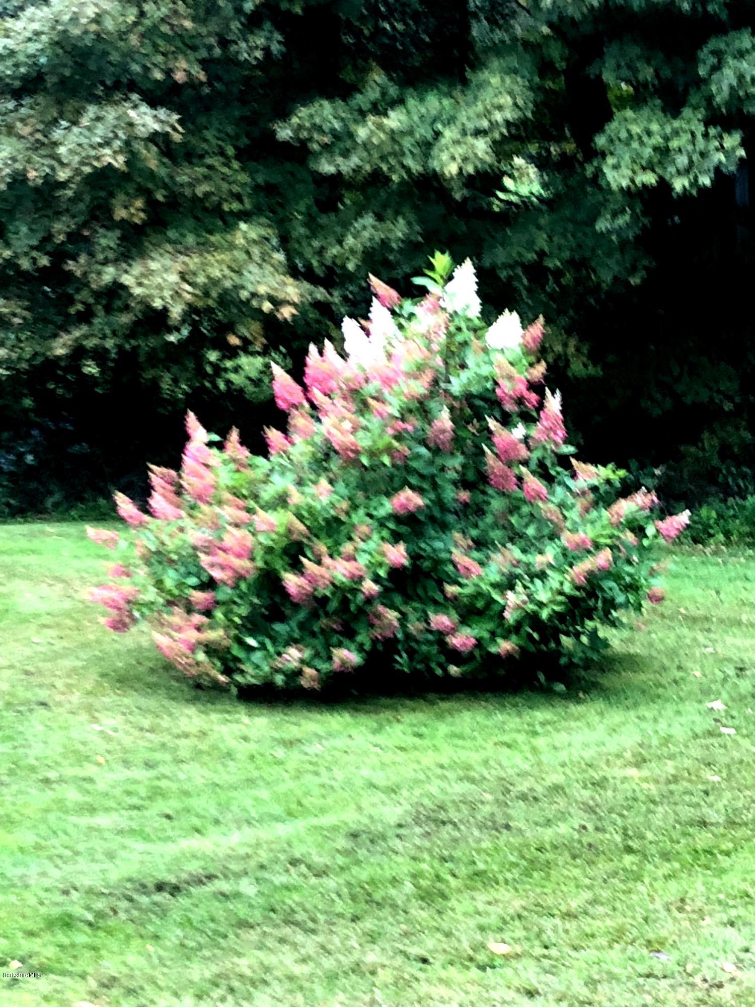 400 Michaels Road Hinsdale, MA 01235 - Photo 20 of 24 Michaels flowering