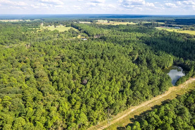 a view of a bunch of trees