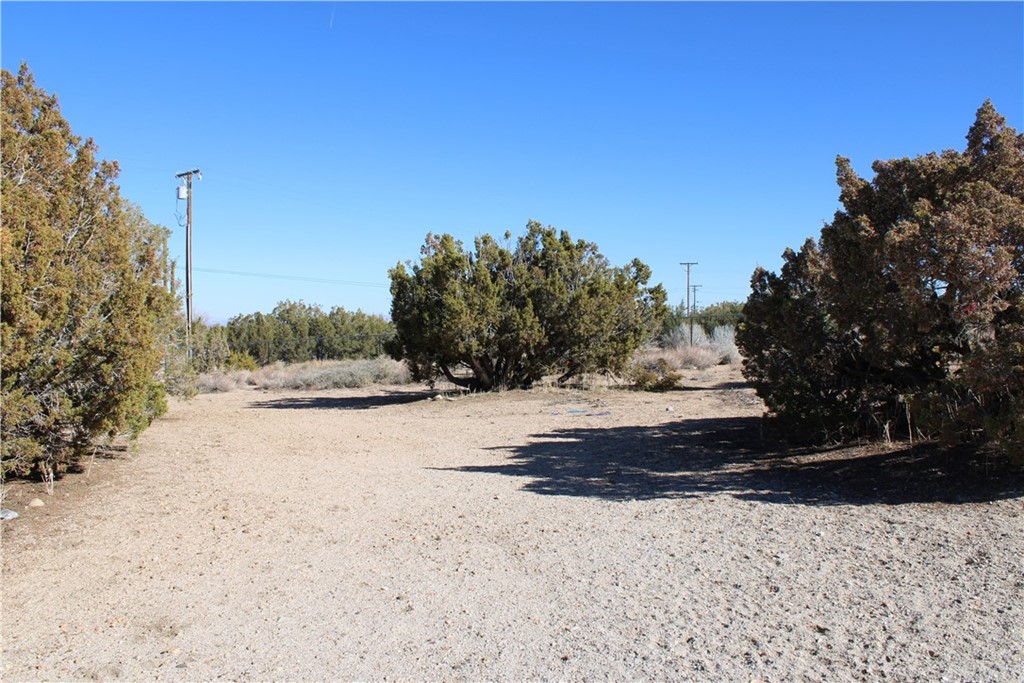 779 Cholla Road Pinon Hills, CA 92372 - Photo 1 of 1 a view of a yard with a tree