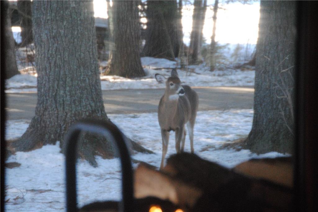 74 Blanchard Avenue Stratton, ME 04982 - Photo 7 of 35 So much wildlife! A deer outside one...
