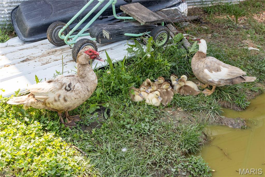 19777 Harry Road Licking, MO 65542 - Photo 32 of 52