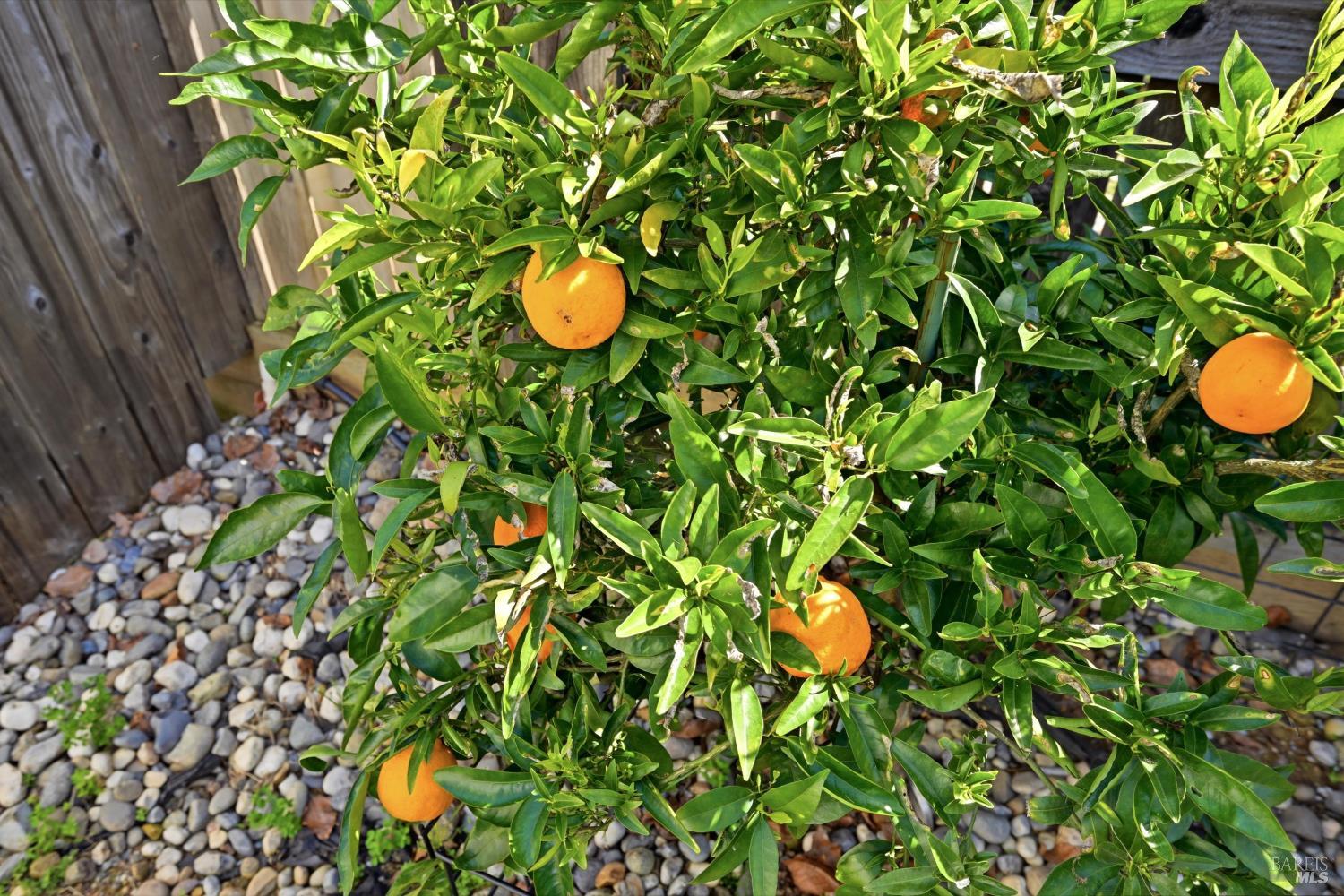 469 Riesling Street Cloverdale, CA 95425 - Photo 16 of 19