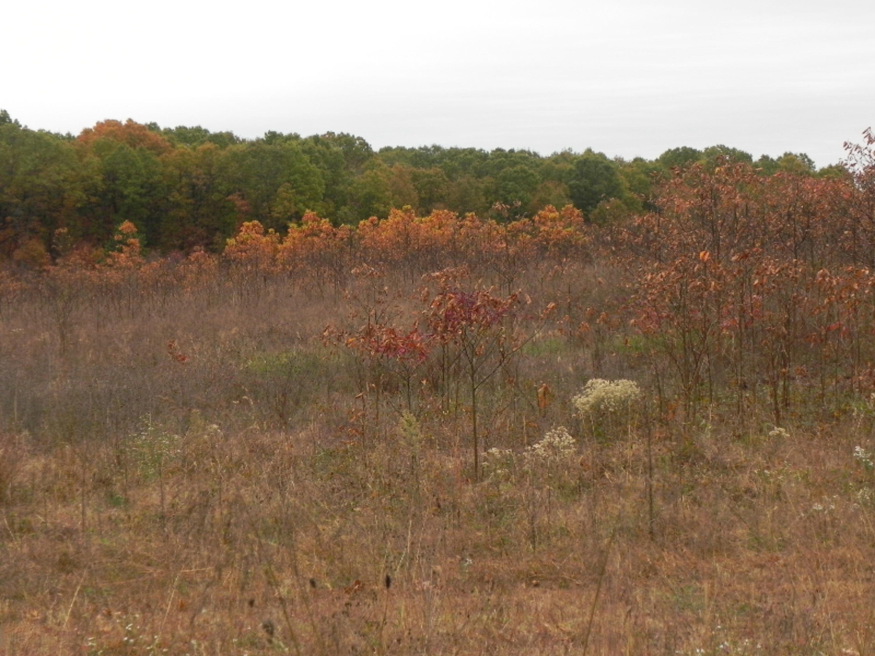 41820 Cr 352 Decatur Mi 49045 Decatur, MI 49045 - Photo 1 of 21 DSCN7221