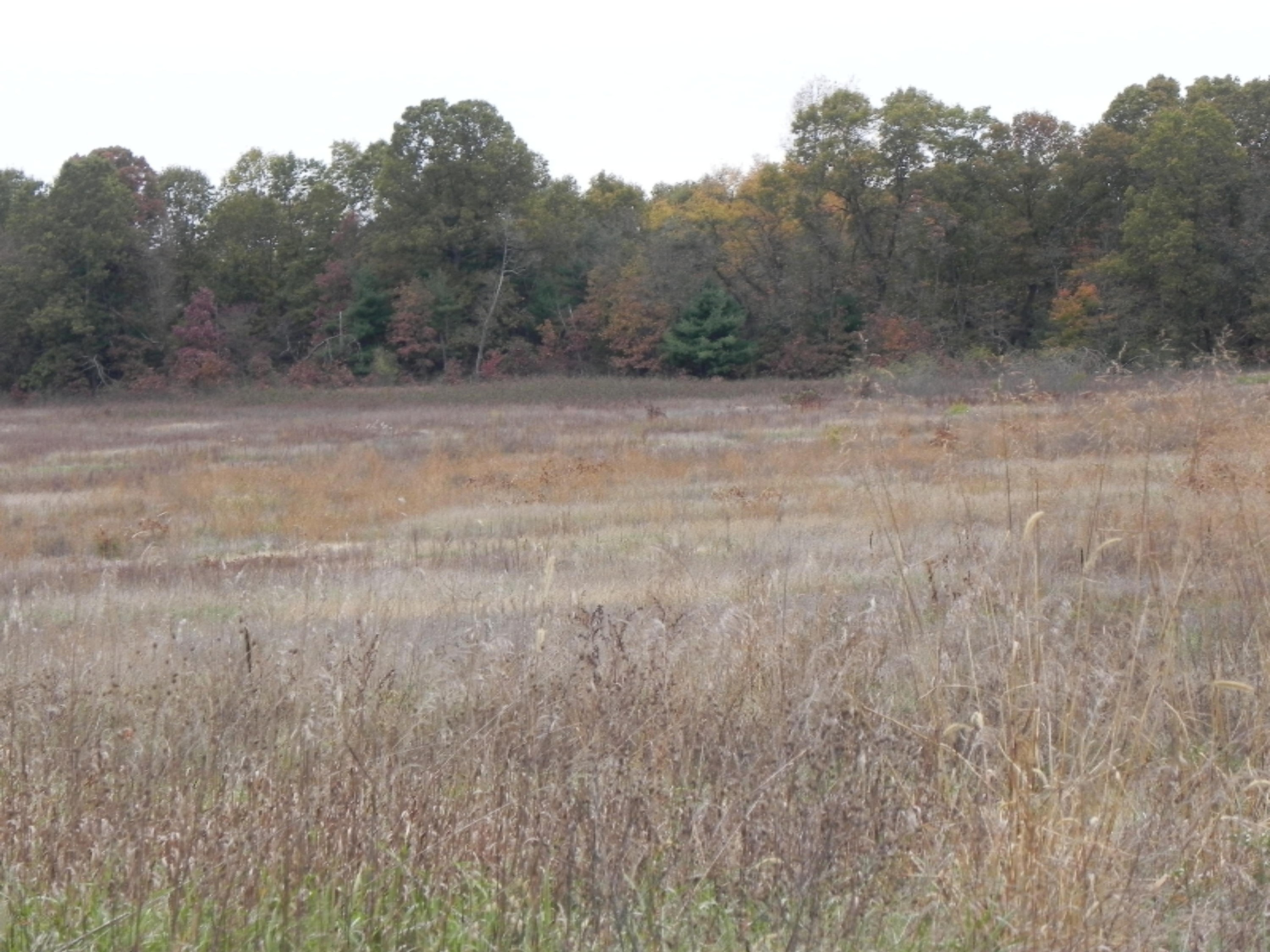 41820 Cr 352 Decatur Mi 49045 Decatur, MI 49045 - Photo 13 of 21 DSCN7231